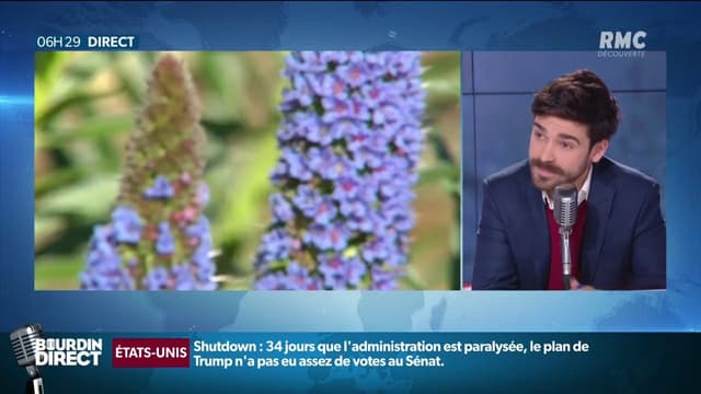 15% des fleurs en France sont menacées