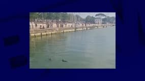 Capture d'une vidéo publiée sur X (ex-Twitter) montrant trois dauphins dans le Vieux-Port de La Rochelle, le 25 juin 2024.