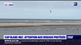 Cap Blanc-Nez: les promeneurs invités à faire attention aux oiseaux protégés