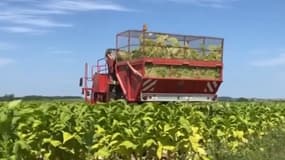 Les récoltes de tabac en Alsace