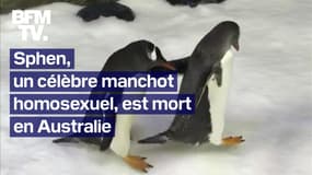  Sphen, un célèbre manchot homosexuel, est mort en Australie 