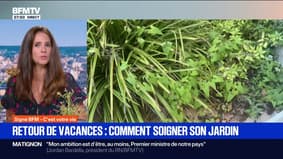 Signé BFM - Retour de vacances: comment bien soigner son jardin ?