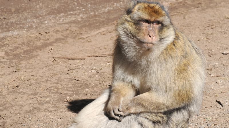 Un singe magot errant très agressif a été neutralisé mardi à Marseille. (Photo d'illustration)