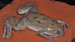 La grenouille Xénope Lisse 