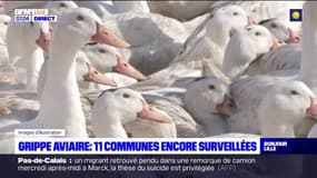 Grippe aviaire: 11 communes encore surveillées dans le Nord et le Pas-de-Camais