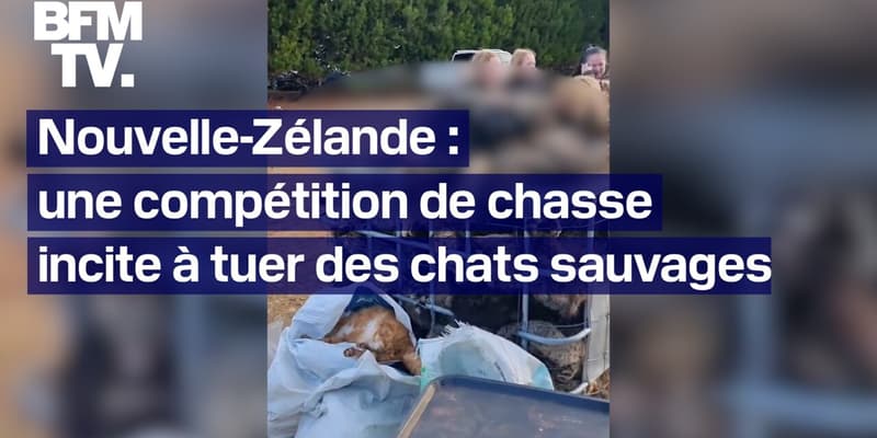  Nouvelle-Zélande: une compétition de chasse incite à tuer des chats sauvages 