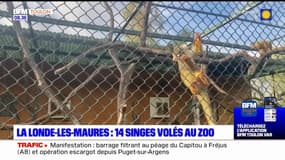 La Londe-les-Maures: 14 singes volés dans un parc, l'état de santé des animaux inquiète les spécialistes