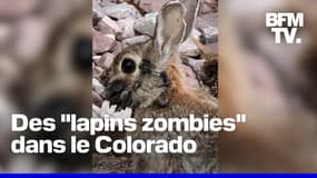 Des lapins avec des tentacules sur le tête aperçus dans le Colorado