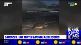 Var: après Porquerolles, une tortue est venue pondre sur la plage à Saint-Cyr-sur-Mer