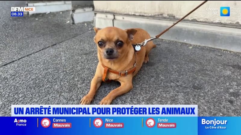 À Nice, un arrêté municipal vient d'entrer en vigueur pour protéger les animaux