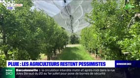 Alpes du Sud: malgré les récentes pluies, les agriculteurs restent pessimistes