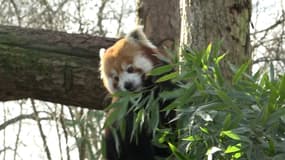 Ruaridh, un jeune mâle panda roux a rejoint le parc zoologique de Lille.
