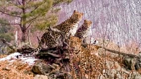 Une jeune femelle léopard de l'Amour avec trois oursons dans le parc national Land of the Leopard, dans la région extrême-orientale de Primorye, à la frontière avec la Chine. Photo prise en décembre 2020.