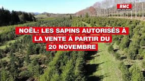 INFO RMC: les sapins de Noël seront bien autorisés à la vente à partir du 20 novembre 