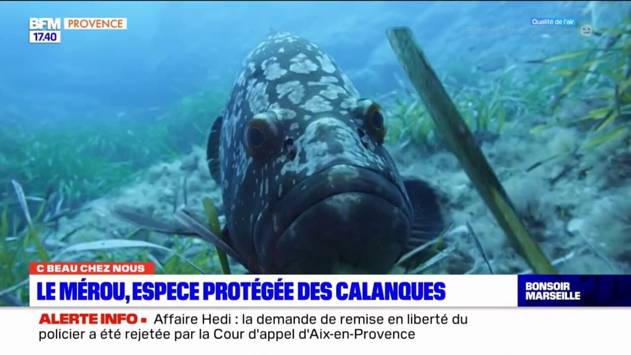 C Beau Chez Nous Le Mérou Espèce Protégée Des Calanques