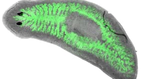 Le planaire Dugesia japonica infecté par des bactéries Legionella pneumophila rendues fluorescentes (en vert, dans les intestins de l'animal).