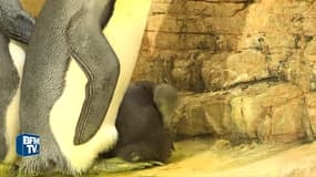 Un bébé pingouin montre le bout de son nez pour la première fois