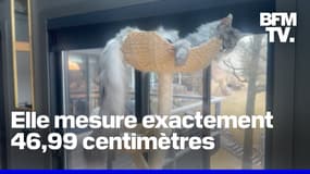 Ce chat détient le record du monde Guinness de la plus longue queue du monde