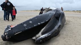 Une baleine à bosse de presque dix mètres s'est échouée jeudi matin sur une plage du Pas-de-Calais, entre Calais et Marck. 