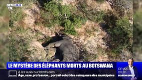 Planète Ashley - Le mystère des éléphants morts au Botswana