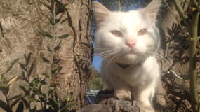 Après un long périple, le chat Kunkush a pu retrouver ses propriétaires, réfugiés en Norvège, grâce à la mobilisation des bénévoles qui l'avaient recueilli.