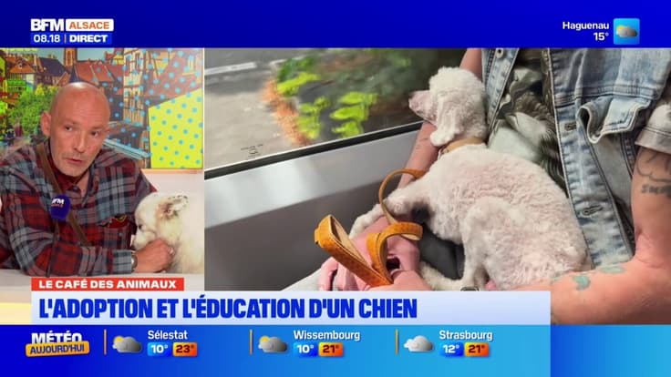 Café des Animaux: adapter et éduquer un chien