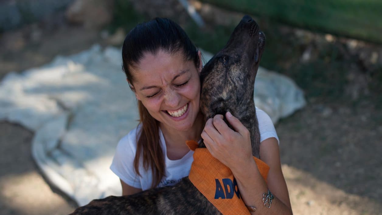 Kristal, une volontaire, joue avec des lévriers à Alhaurin de la Torre en Espagne dans un refuge pour chiens, le 19 juin 2015 Kristal, une volontaire, joue avec des lévriers à Alhaurin de la Torre en Espagne dans un refuge pour chiens, le 19 juin 2015