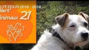 Faut-il sauver le chien Billy, coincé dans une canalisation en Bourgogne?
