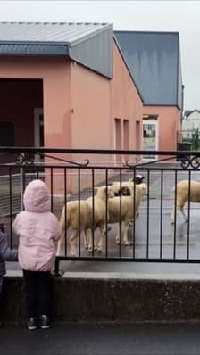 Ils inscrivent quatre moutons à l'école pour éviter de fermer une classe