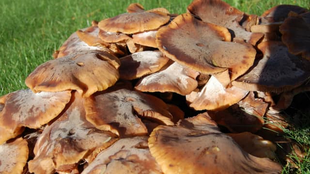 Les champignons poussent en plein mois de juin. Photo d'illustration