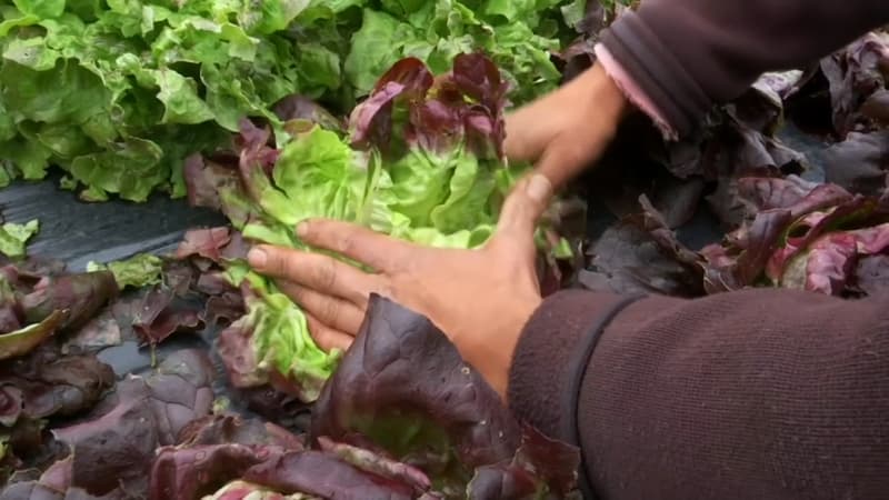 Pour l'année, c'est foutu: les agriculteurs des Monts du Lyonnais déplorent les pertes liées aux intempéries