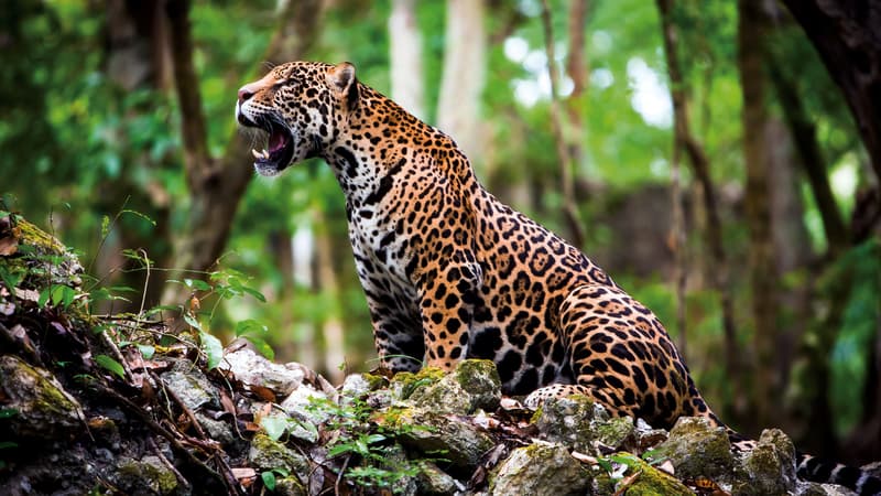 Un jaguar