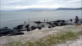 Plus de 400 baleines s’échouent sur la Golden Bay de Nouvelle-Zélande