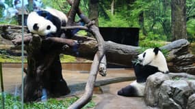 Les pandas géants jumeaux Xiao Xiao et Lei Lei sont visibles au zoo d'Ueno, dans l'arrondissement de Taito, à Tokyo, le 4 octobre 2022.