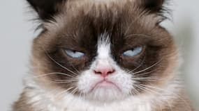 Grumpy Cat en août 2014.