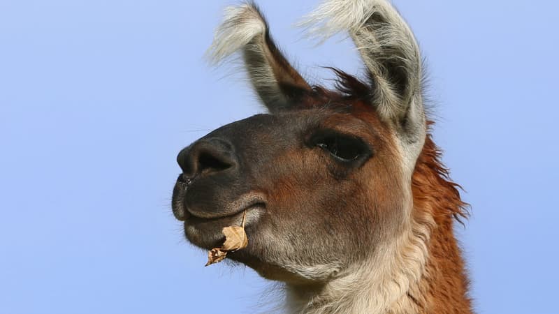 Le lama est resté une demi-heure dans le magasin. Photo d'illustration