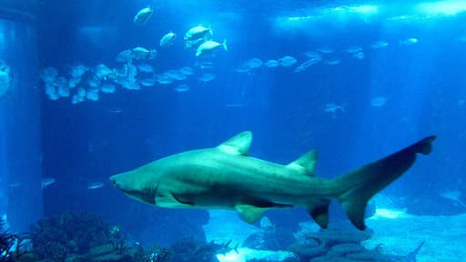 Trois requins citron, une douzaine de tortues et de poissons n'ont pas survécu à l'incident.