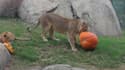 Les animaux du zoo de Dallas ont aussi fêté Halloween
