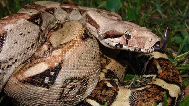 INSOLITE : Un serpent boa capturé sur l'autoroute A26 à Calais