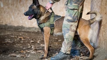 Leuk est le premier chien de l'armée française à être décoré par la médaille Dickin.