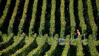 Vendanges dans un vignoble de Champagne (image d'illustration)