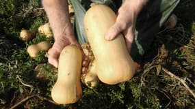 Culture de courges butternut dans l'ouest de la France