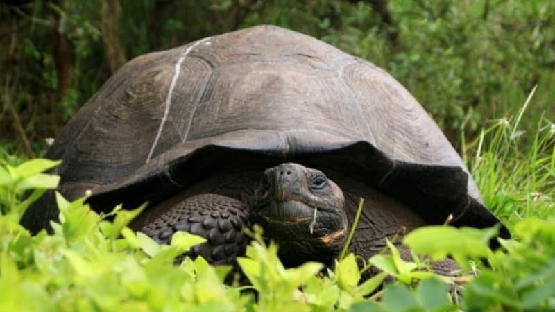 Equateur: enquête sur une chasse présumée de tortues géantes aux Galapagos
