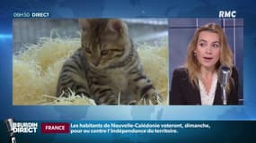 Docteur Laetitia Barlerin, vétérinaire et comportementaliste animale: "Si on donne du lait de vache, très riche en lactose, le chat ne pourra peut-être pas le digérer."