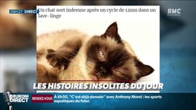 Oscar, chat birman, est resté douze minutes dans une machine à laver