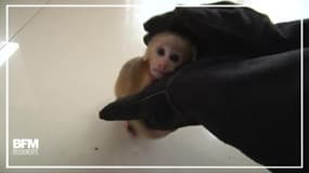 Chine : ce singe égaré a été secouru et va retrouver sa forêt