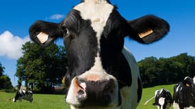 Des vaches britanniques positives à la tuberlocose auraient été distribuées en France, en Belgique et aux Pays-Bas (photo d'illustration)