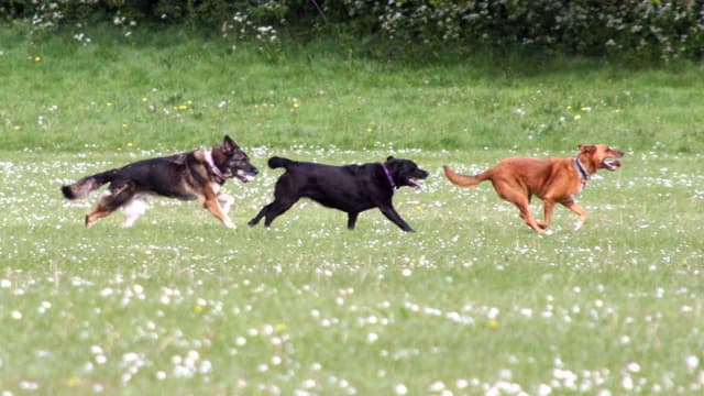 Des chiens courant -photo d'illustration).