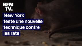 À New York, des pilules contraceptives pour lutter contre la prolifération des rats