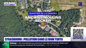 Strasbourg: pollution dans le Rhin Tortu
